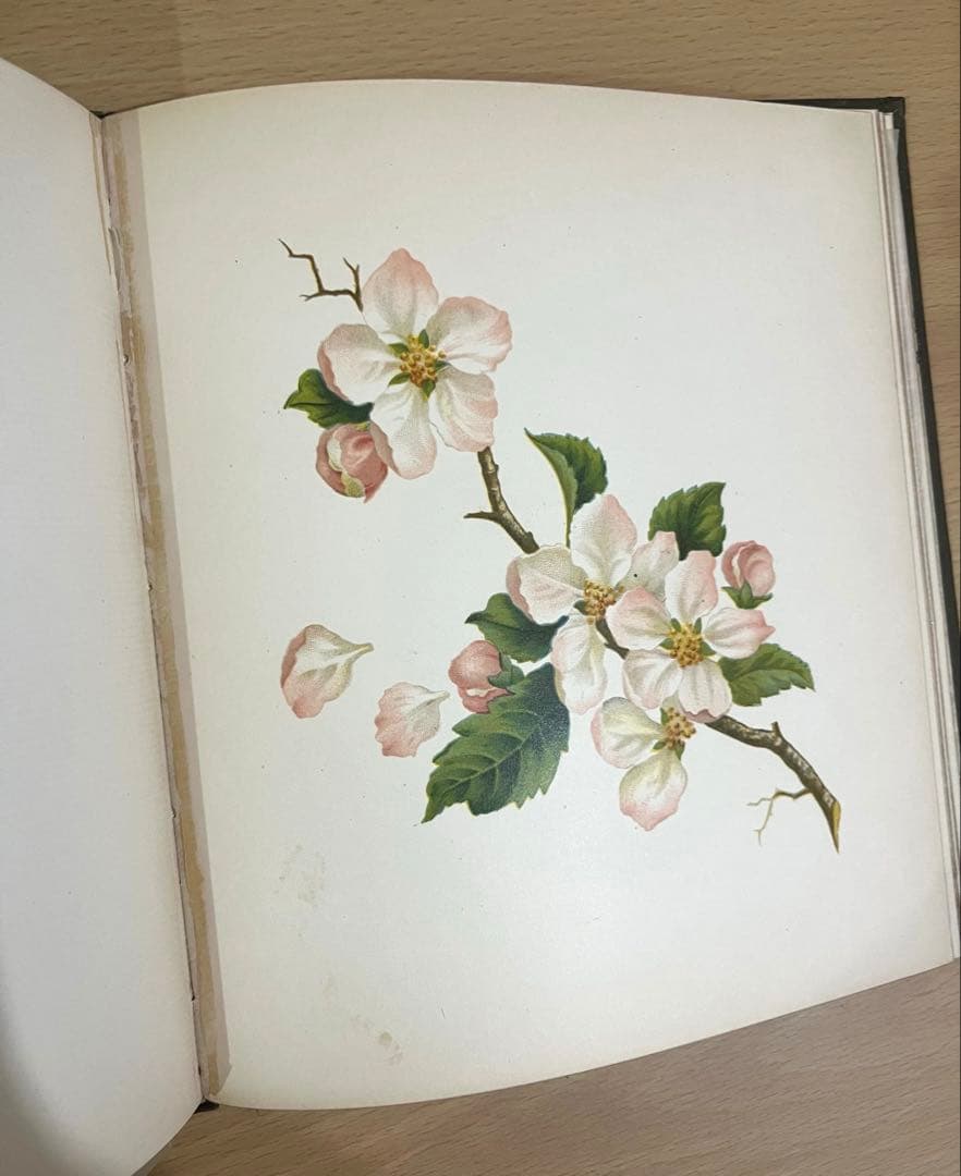 NO.322古書 アンティーク洋書 絵本 ビクトリアン 詩集 ボタニカルアート