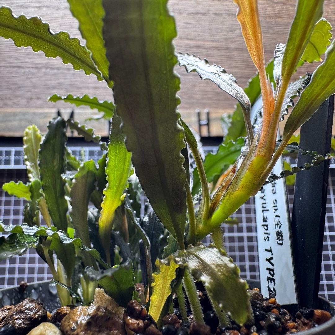 ブセファランドラsp.シンタン カユラピス TYPE2全銀 水上株1ポット［0］