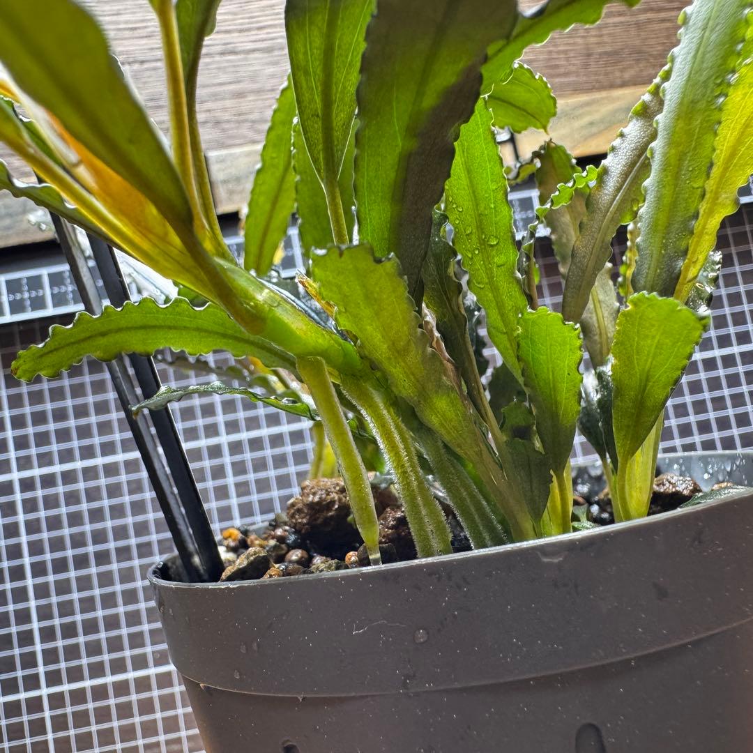 ブセファランドラsp.シンタン カユラピス TYPE2全銀 水上株1ポット［0］