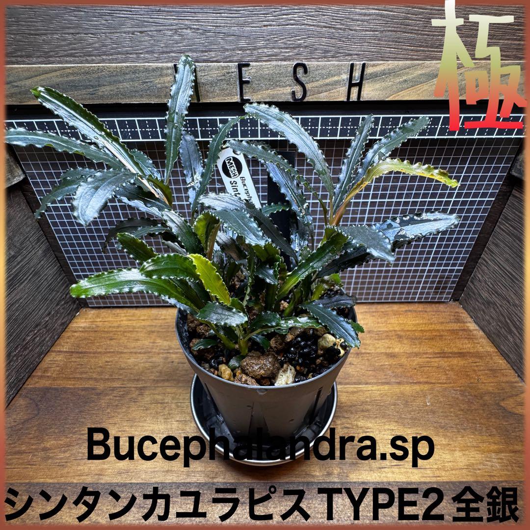 ブセファランドラsp.シンタン カユラピス TYPE2全銀 水上株1ポット［0］