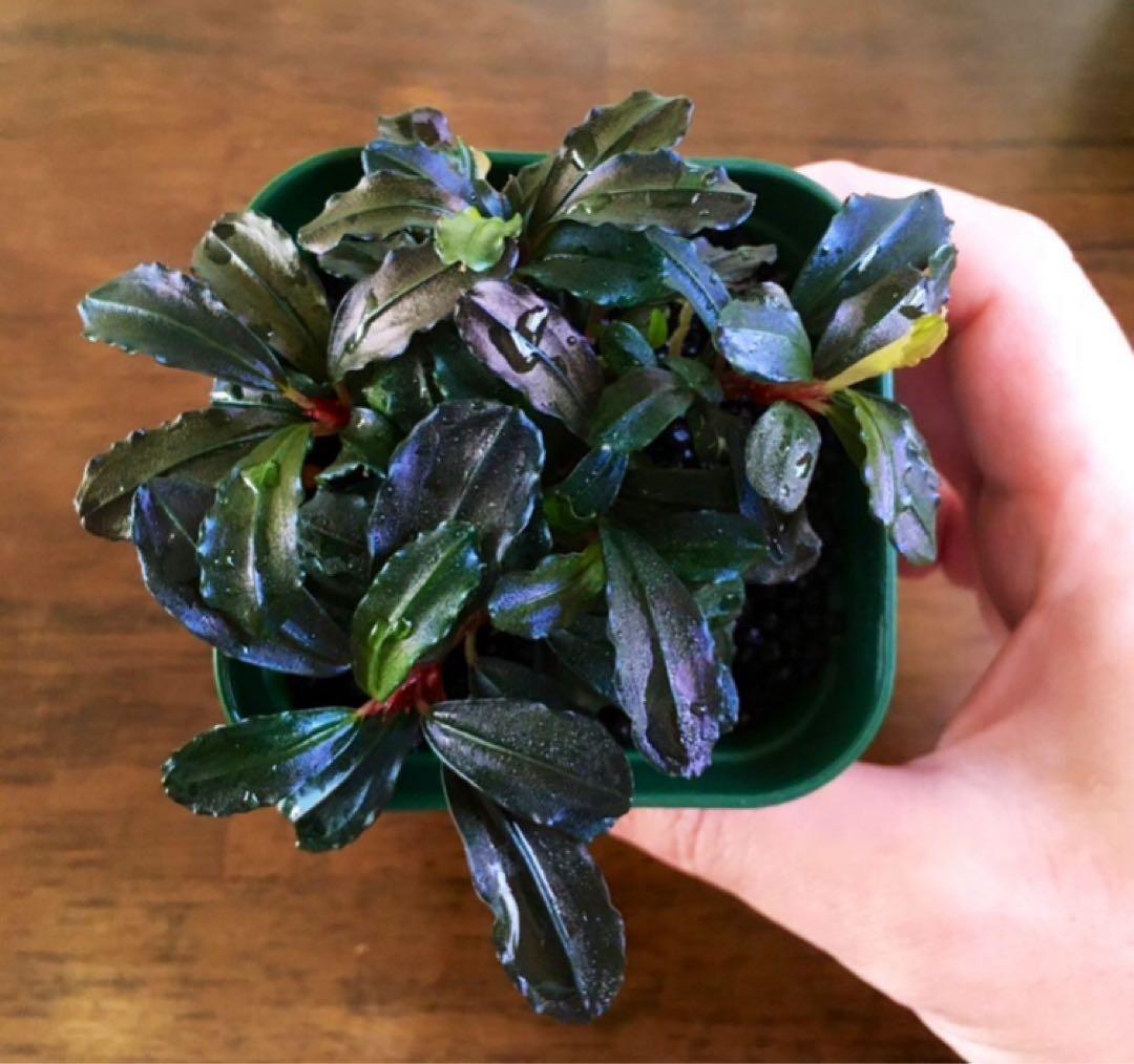 【AS便】ブセファランドラsp. Brownie ghost2014