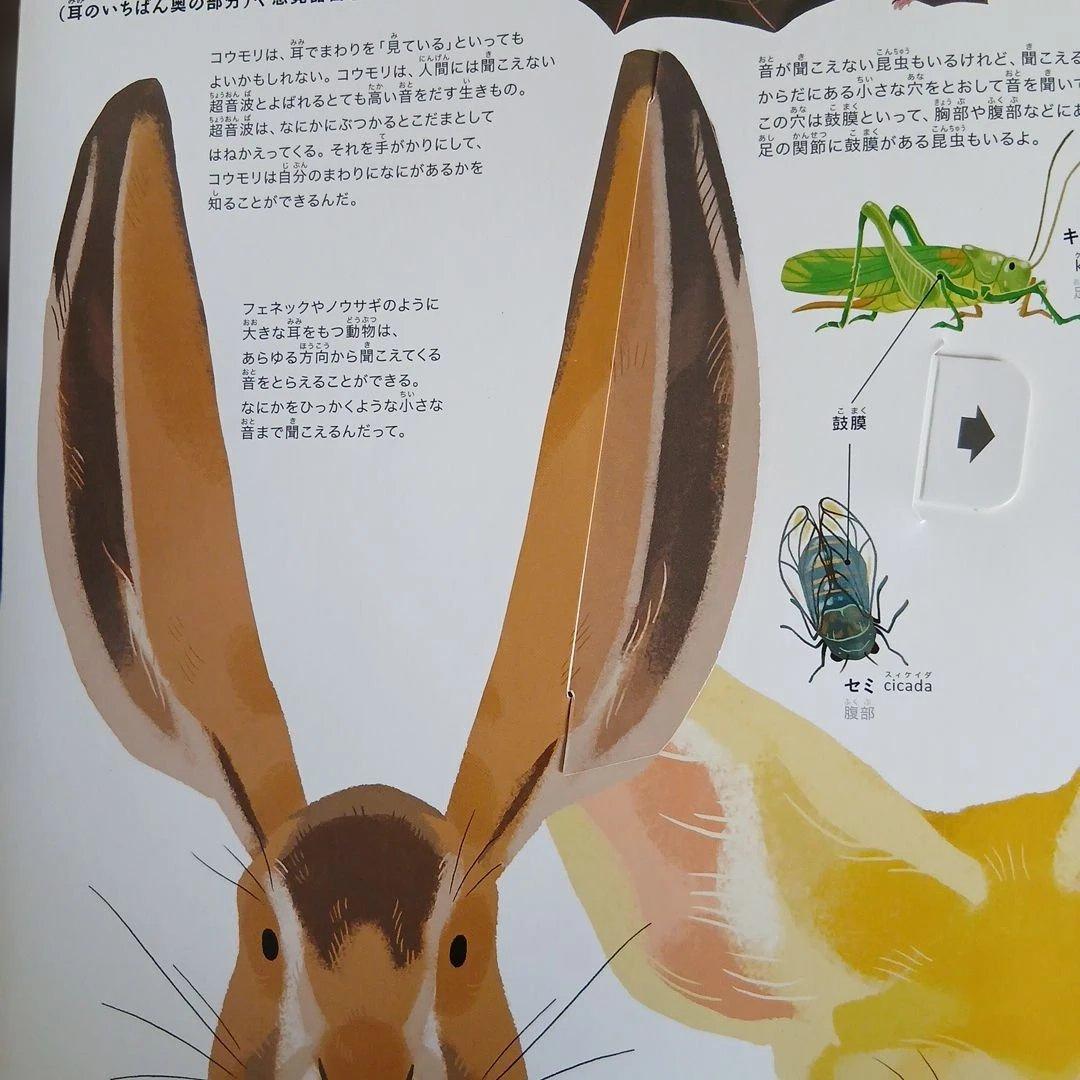 まとめ売り　絵本　仕掛け絵本　どうぶつ　せかい地図　恐竜大行進　のりものずかん