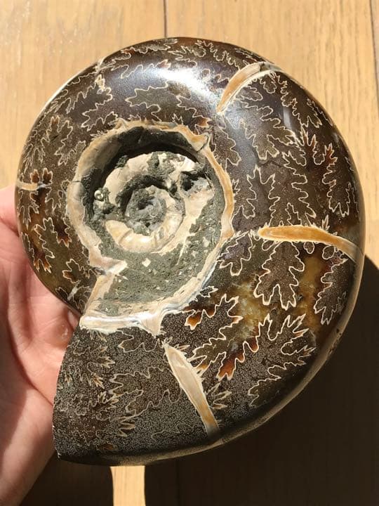 マダガスカル産　縫合線の浮き出るアンモナイト化石（プゾシア）大サイズ　稀少