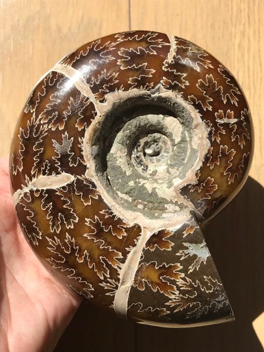 マダガスカル産　縫合線の浮き出るアンモナイト化石（プゾシア）大サイズ　稀少