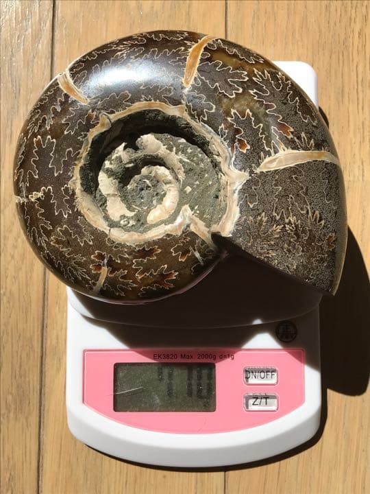 マダガスカル産　縫合線の浮き出るアンモナイト化石（プゾシア）大サイズ　稀少