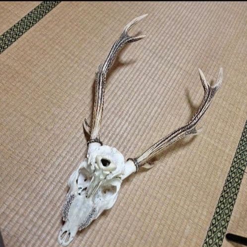 鹿の頭蓋骨ニホンシカ2本角壁掛け装飾