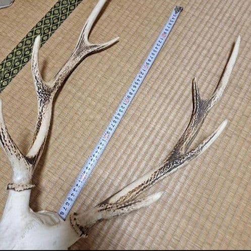 鹿の頭蓋骨ニホンシカ2本角壁掛け装飾