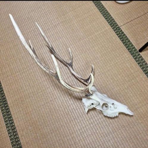 鹿の頭蓋骨ニホンシカ2本角壁掛け装飾