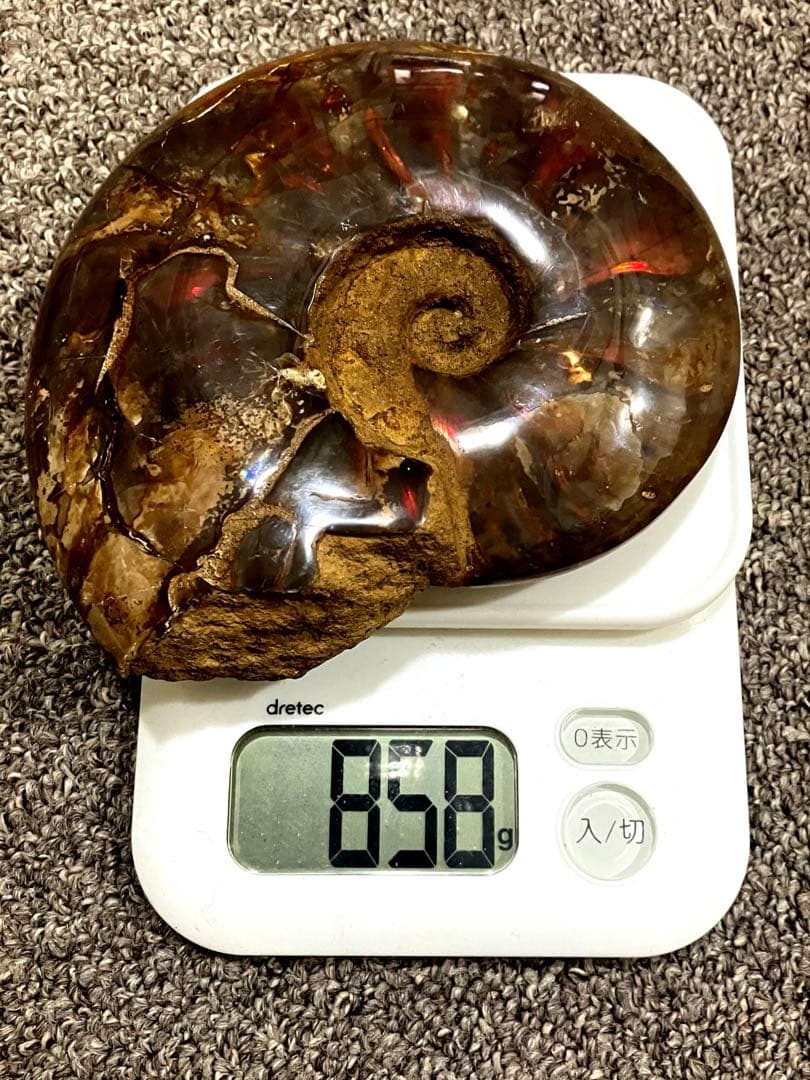 アンモナイト　化石　858g