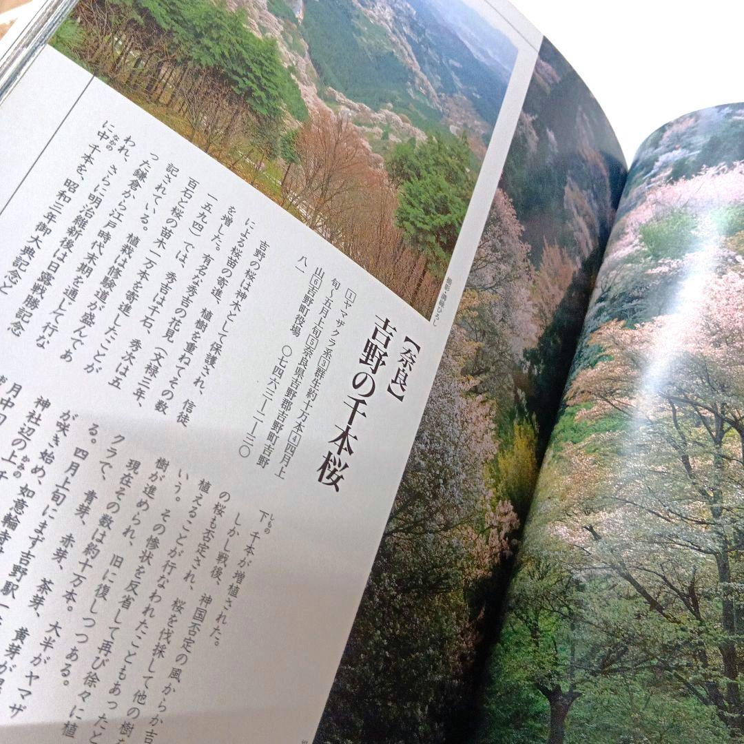 さくら大観　佐野藤右衛門