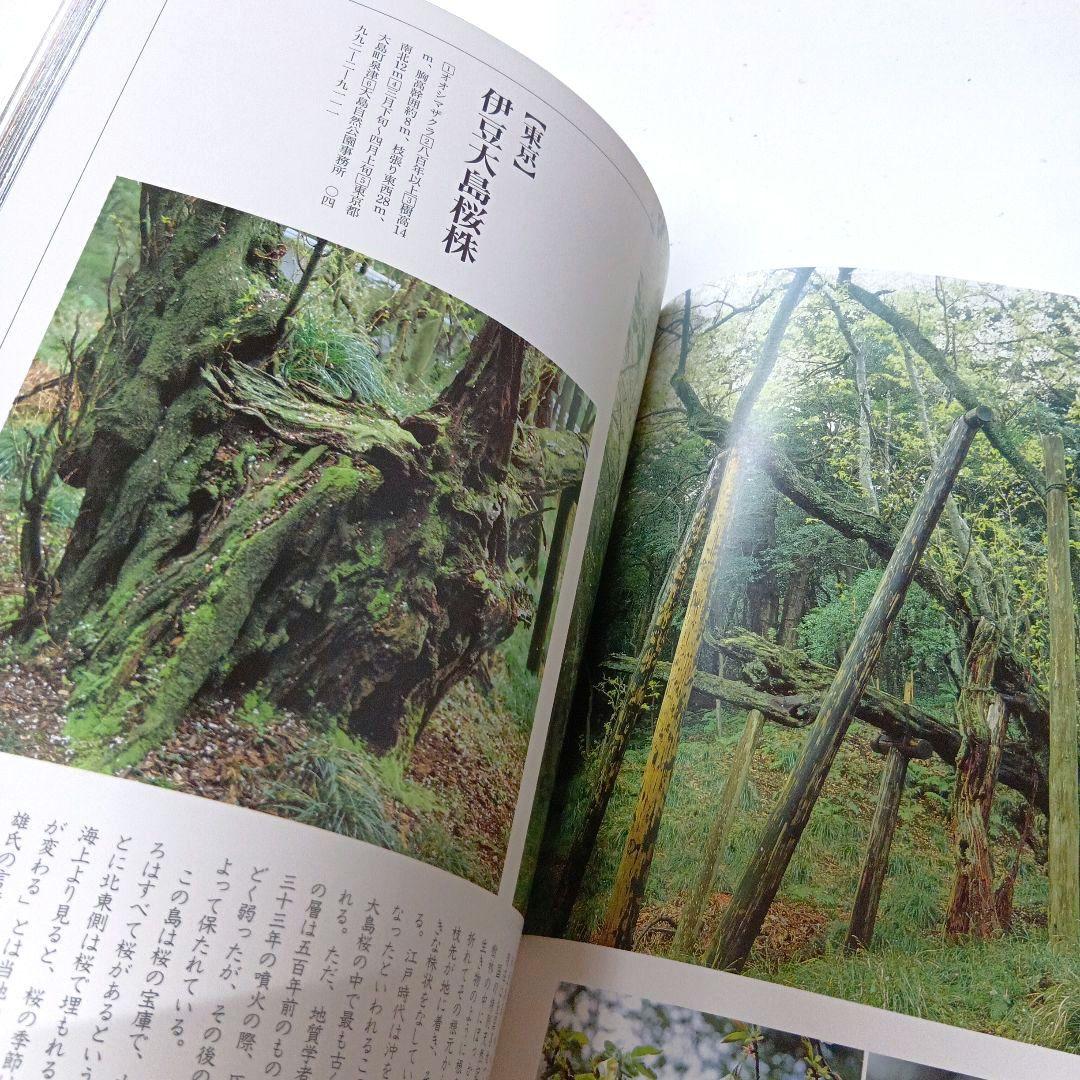 さくら大観　佐野藤右衛門