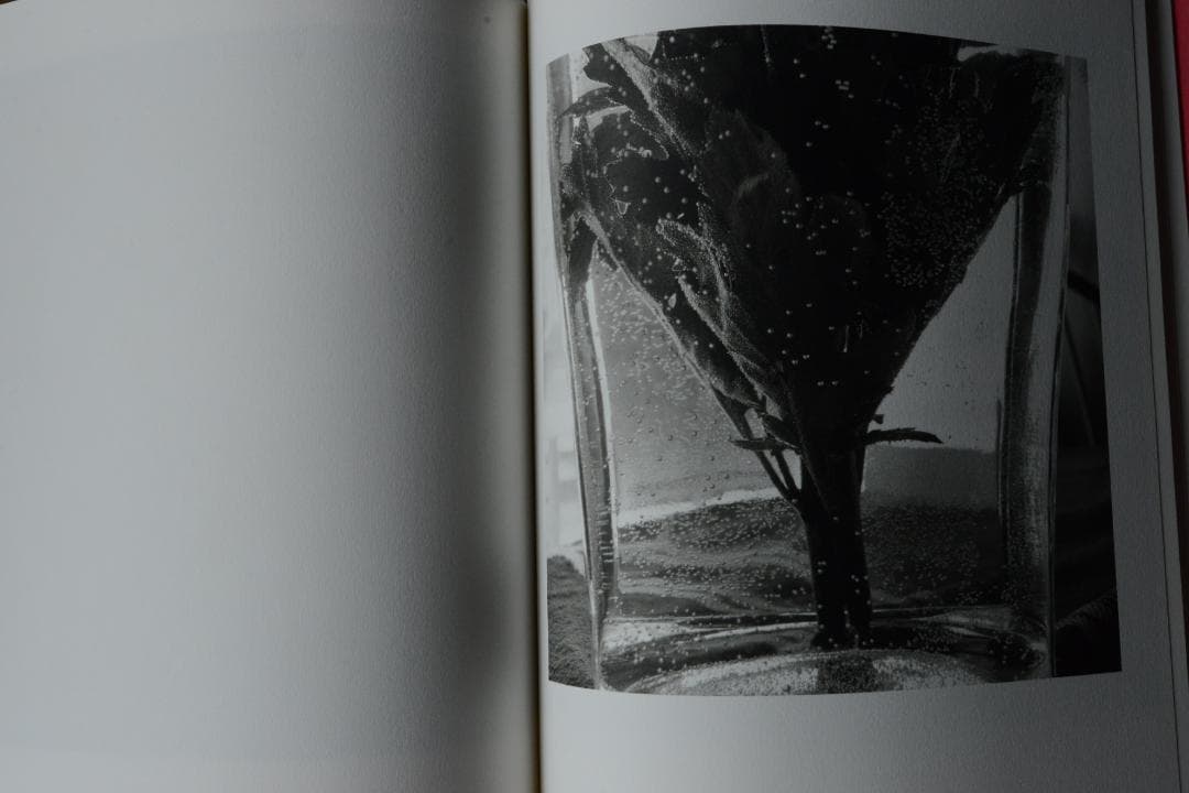 【Stems】リー・フリードランダー写真集 2003年 直筆サイン入 新品未読品