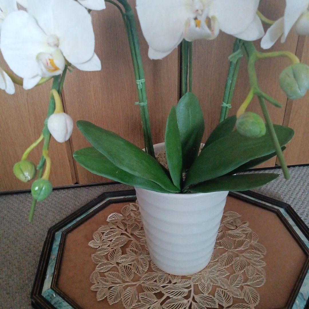 専用 3本立ちホワイト胡蝶蘭 クレイフラワー