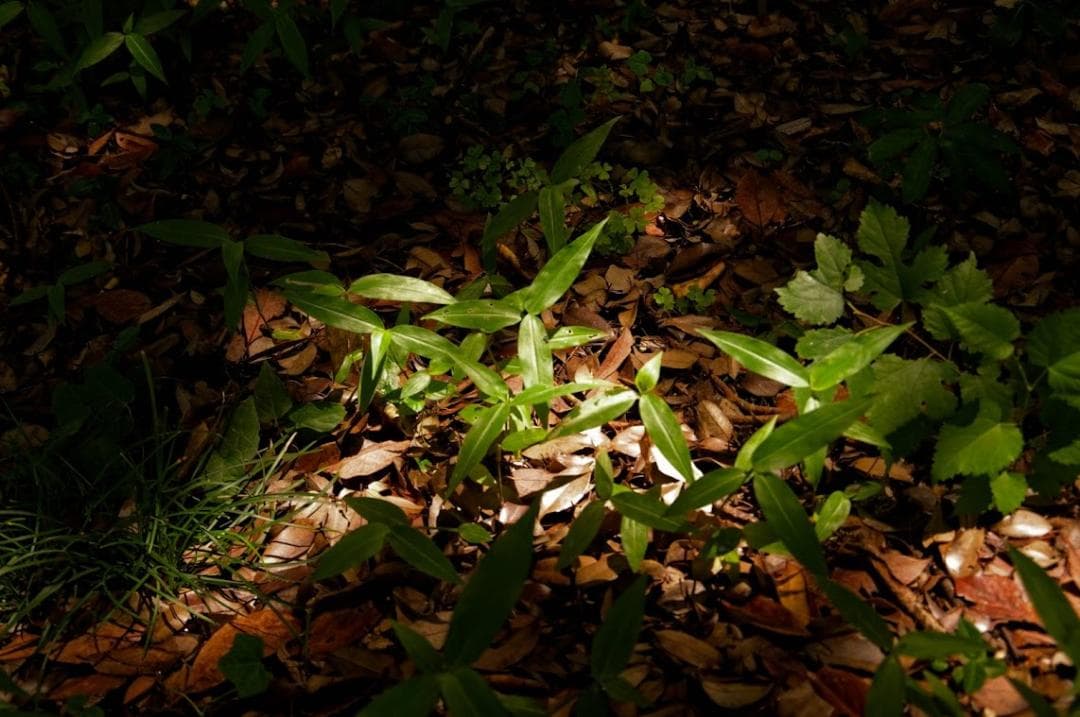 【ファンタさん専用】PENTAX-DA 18-135mm F3.5-5.6 ED