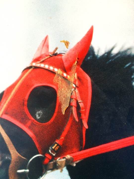 競馬 名馬 大きいパネル^o^