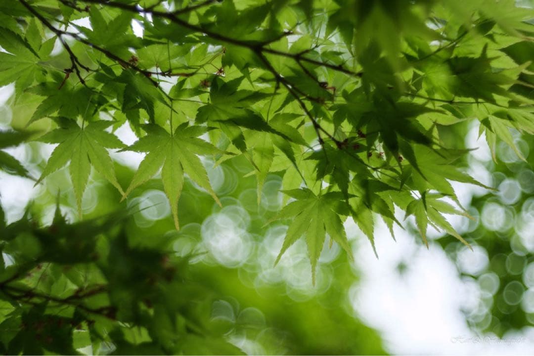 A*a様 銘匠光学 TTartisan 100mm f2.8 バブルボケレンズ