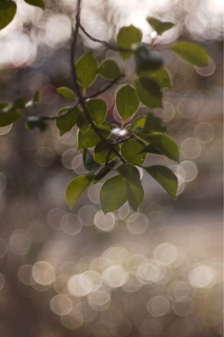 A*a様 銘匠光学 TTartisan 100mm f2.8 バブルボケレンズ