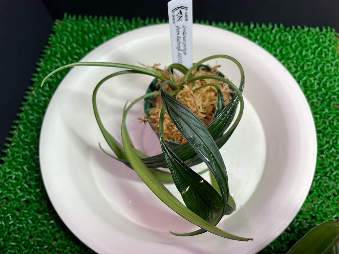 専用【正規タグ付きAZ便アリダルム2種　ブセファランドラ、計3種】