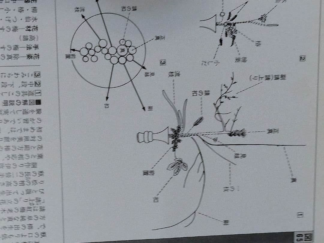 専好の立花　池坊古典いけばなカード　生け花