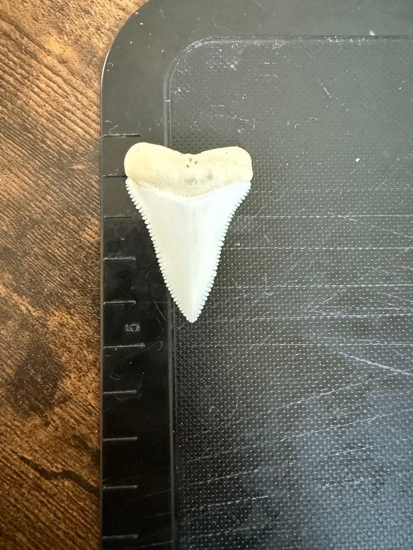 ホホジロザメの歯 2
