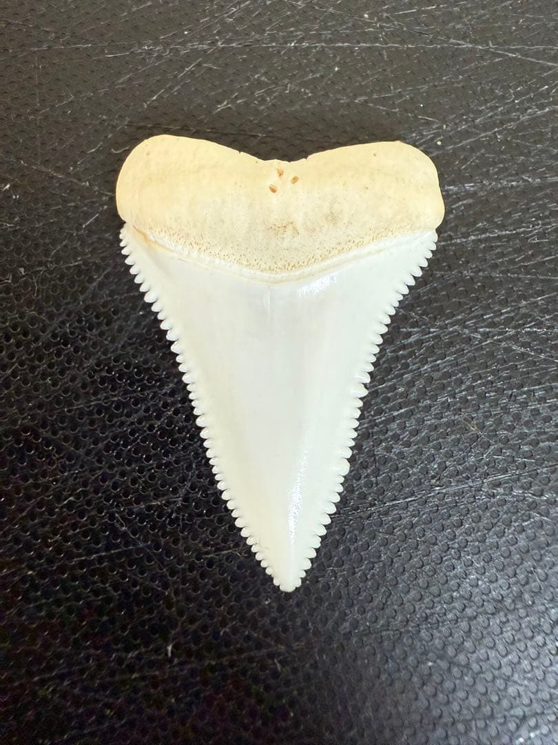 ホホジロザメの歯 2