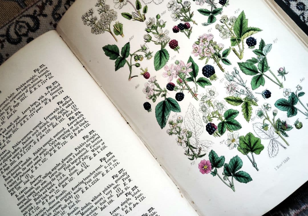 超希少 1876年 アンティーク WILD FLOWERS 手彩色 大型本