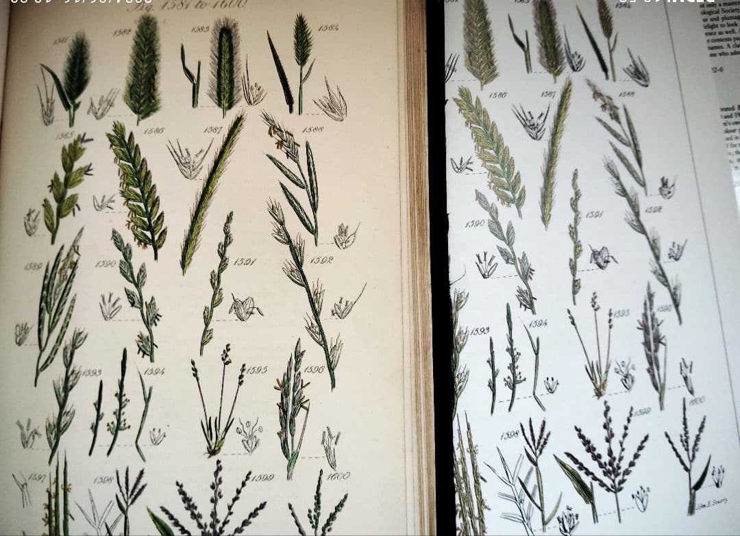 超希少 1876年 アンティーク WILD FLOWERS 手彩色 大型本