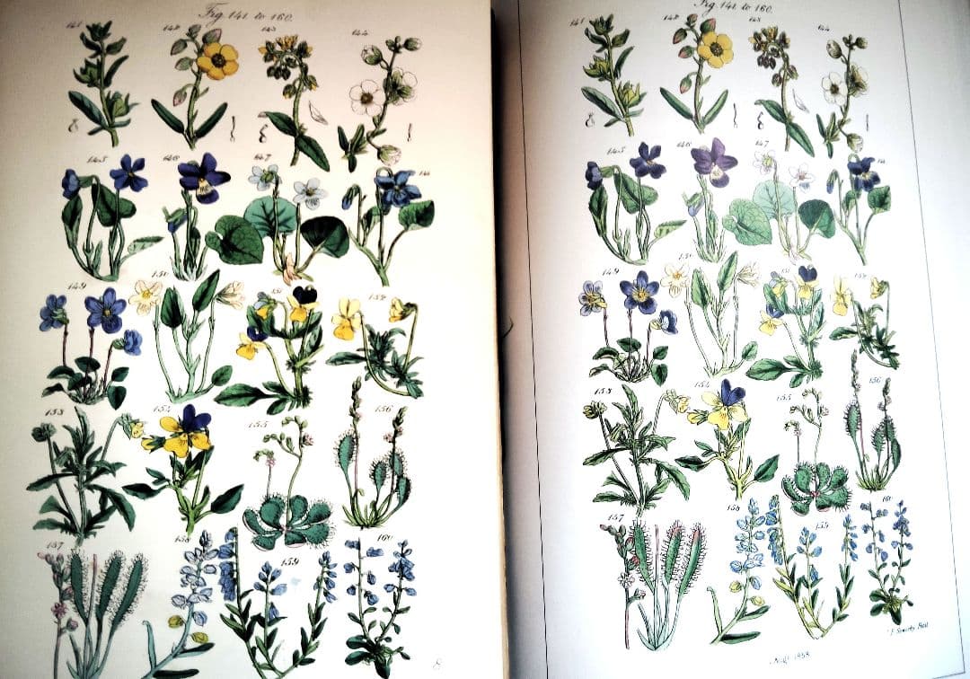 超希少 1876年 アンティーク WILD FLOWERS 手彩色 大型本