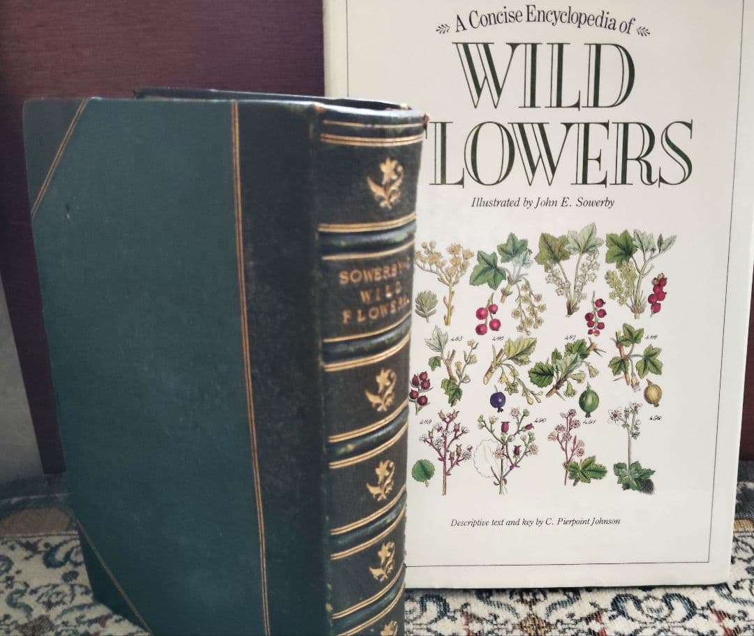 超希少 1876年 アンティーク WILD FLOWERS 手彩色 大型本