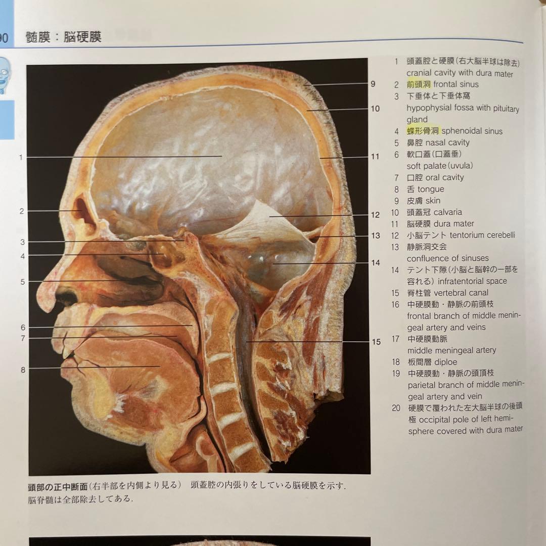 Anatomy 解剖学カラ―アトラス 第8版・ヴォルフ カラー 人体解剖学図譜
