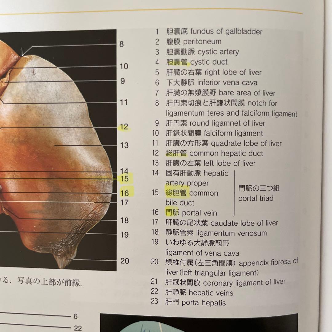 Anatomy 解剖学カラ―アトラス 第8版・ヴォルフ カラー 人体解剖学図譜