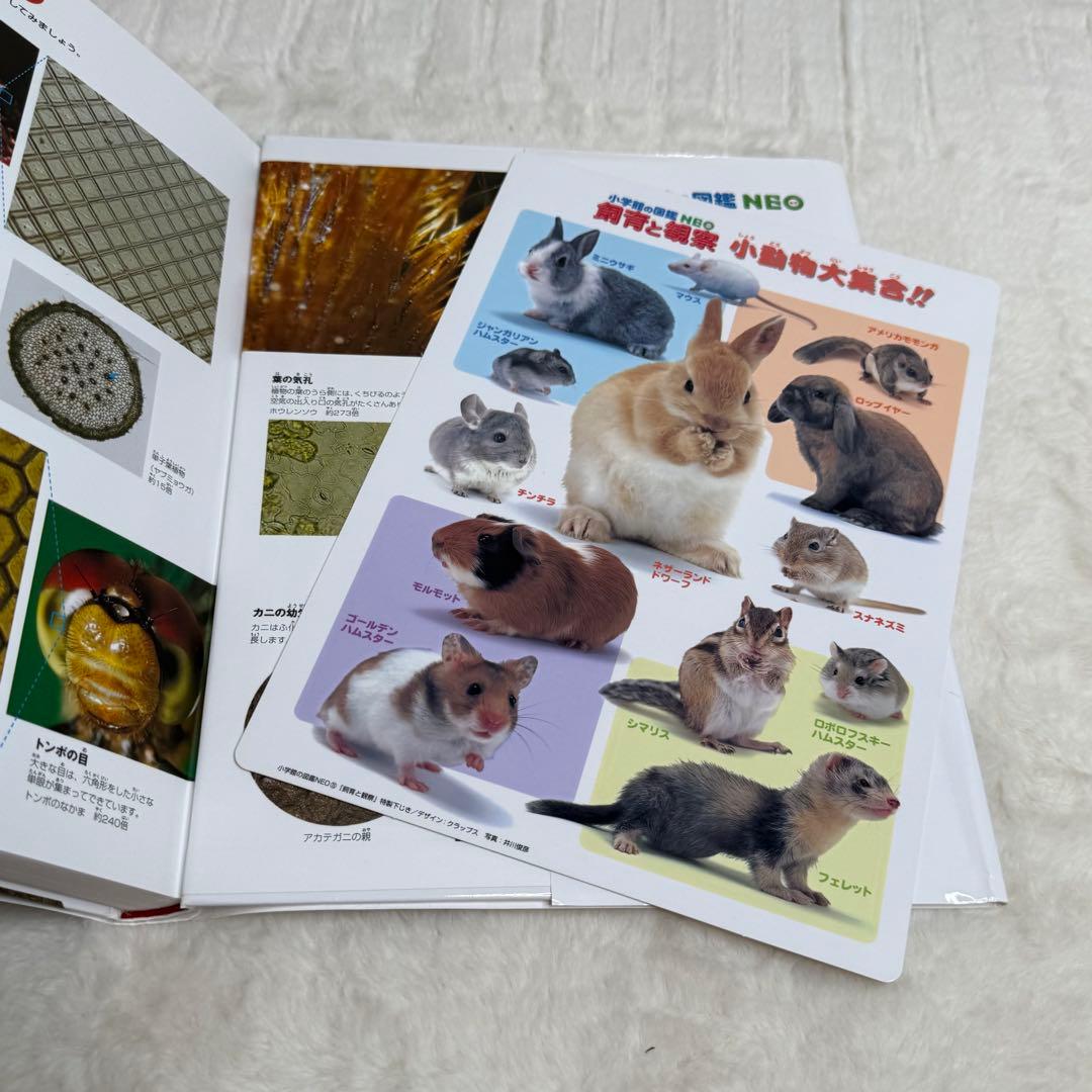 【良品・カバーあり】小学館の図鑑NEO 全巻20冊セット