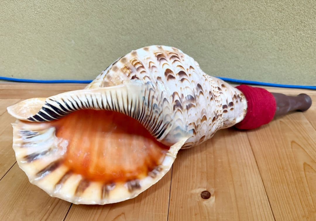 お正月特別価格‼️特大修験道法螺貝46㎝　肉厚　山伏ホラガイ　ほら貝
