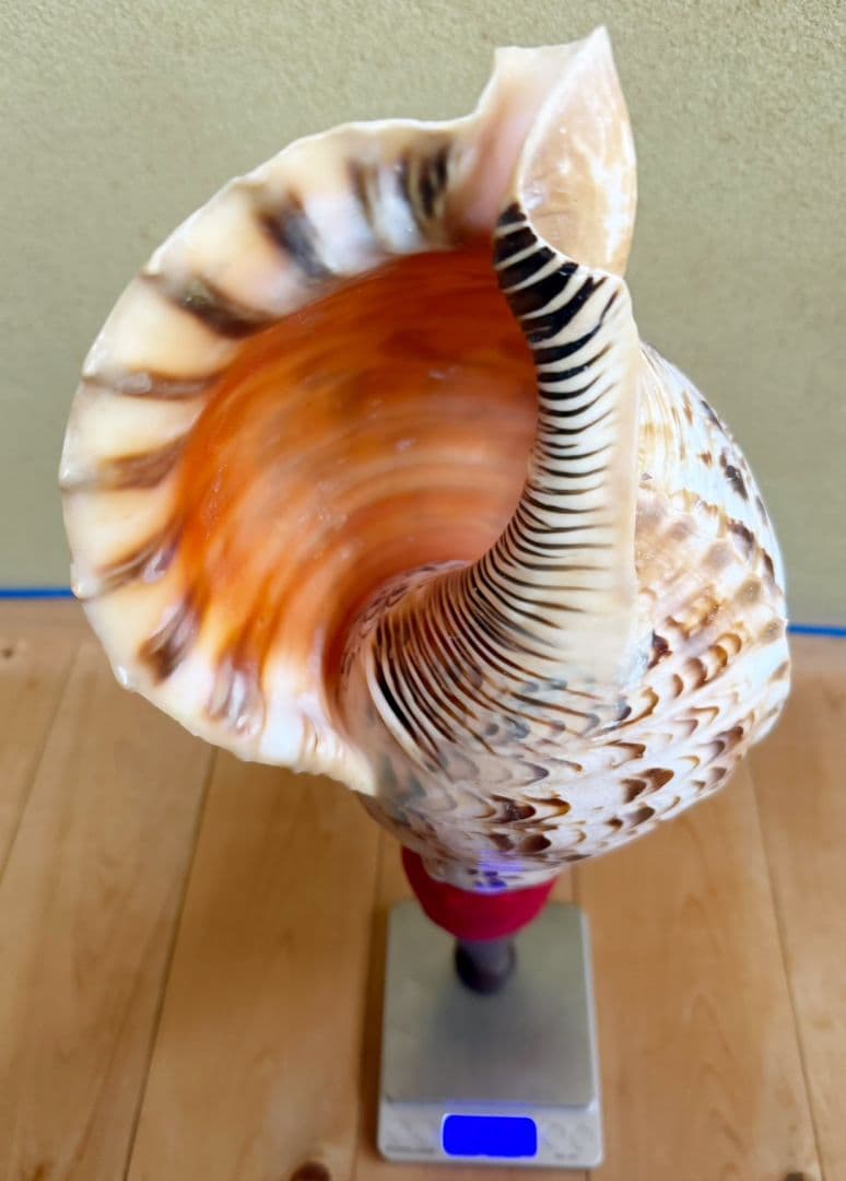 お正月特別価格‼️特大修験道法螺貝46㎝　肉厚　山伏ホラガイ　ほら貝