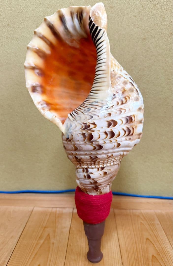 お正月特別価格‼️特大修験道法螺貝46㎝　肉厚　山伏ホラガイ　ほら貝