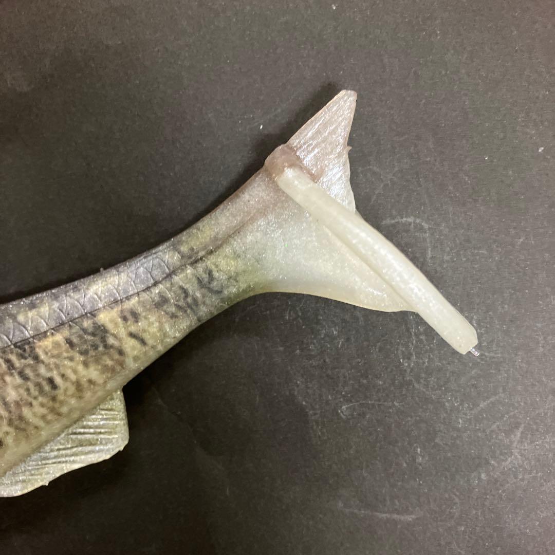 【激レア】　シグナル　カープヘッド　スモールマウス　生カラー