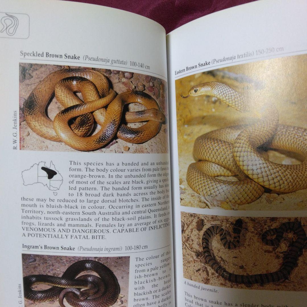 オーストラリアの蛇(爬虫類)写真図鑑