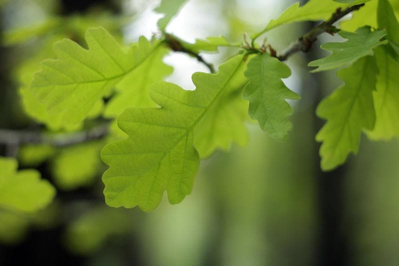 68 未使用　ぐるぐるボケレンズ　 ヘリオス　44-2　M42 アダプター付