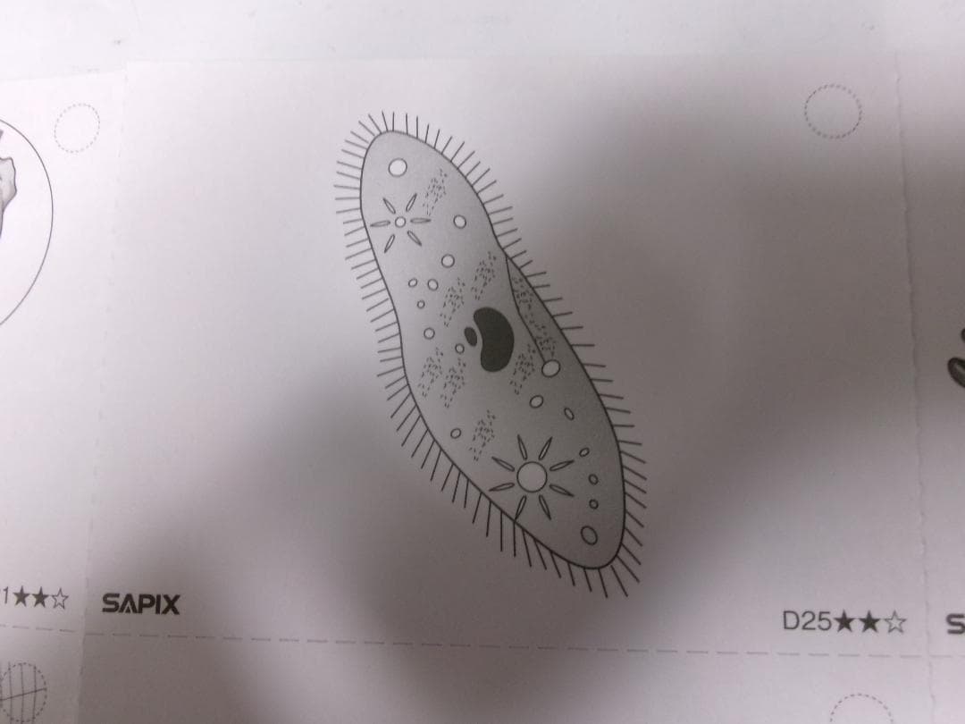 サピックス＊４年５年６年＊理科／生物（動物 植物）暗記カード・全８０枚完全版