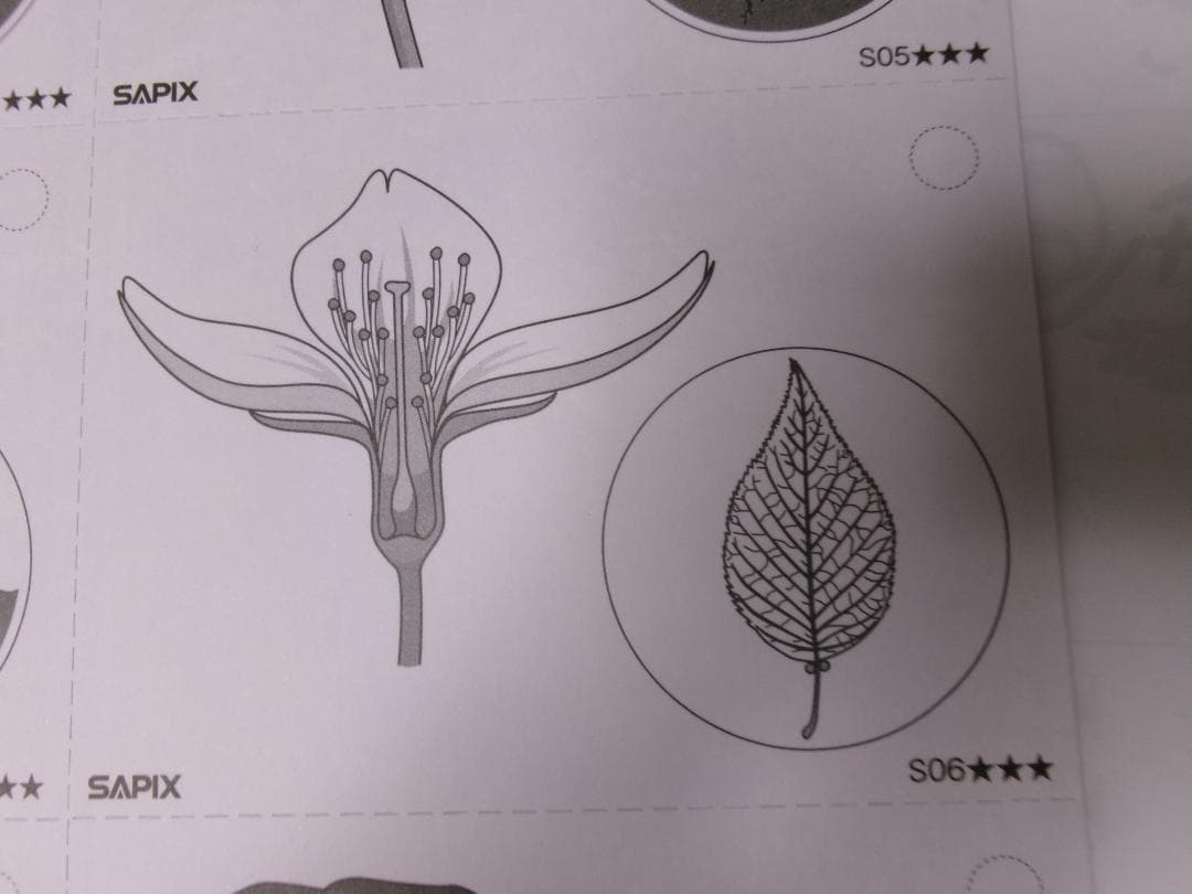 サピックス＊４年５年６年＊理科／生物（動物 植物）暗記カード・全８０枚完全版