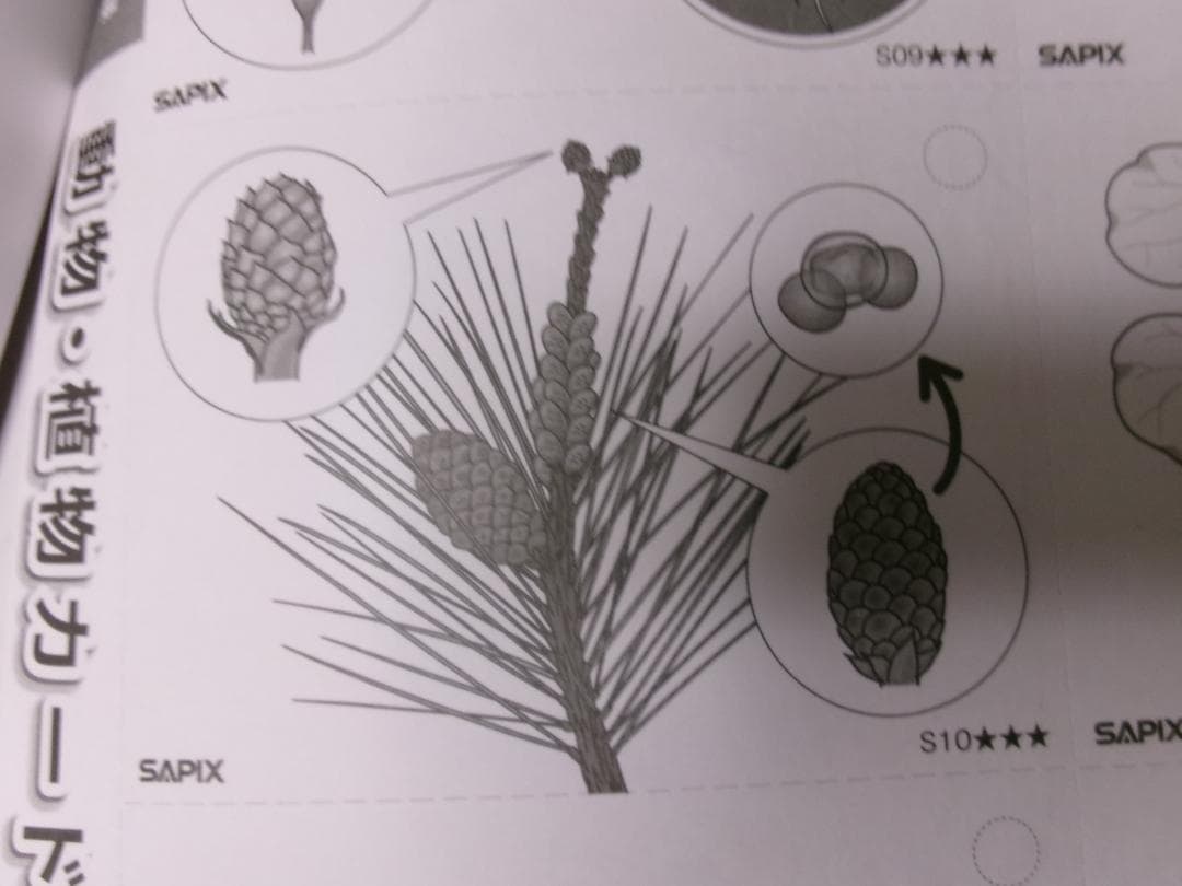 サピックス＊４年５年６年＊理科／生物（動物 植物）暗記カード・全８０枚完全版