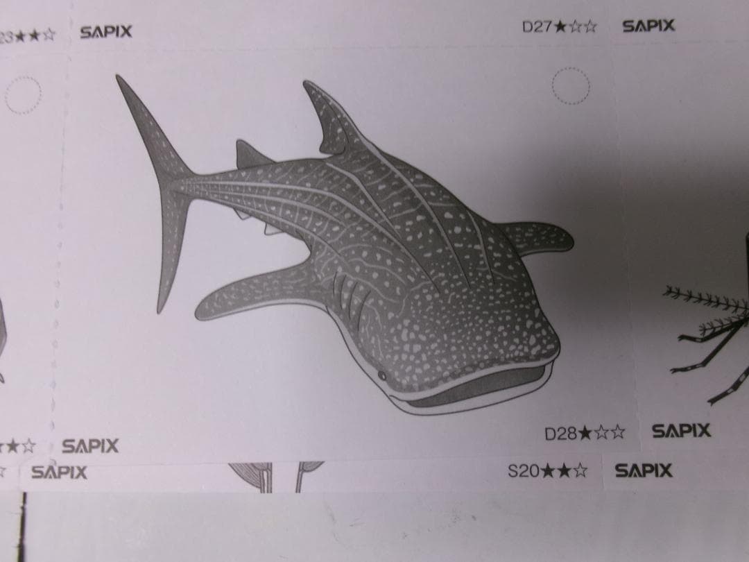 サピックス＊４年５年６年＊理科／生物（動物 植物）暗記カード・全８０枚完全版