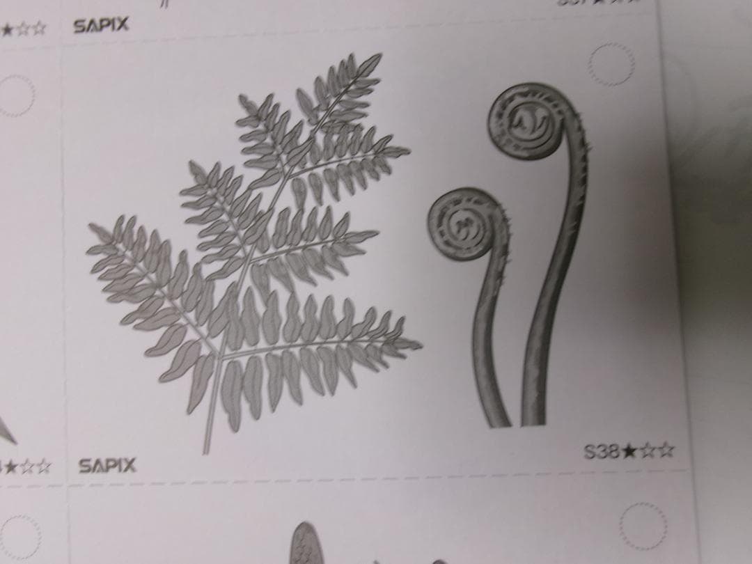 サピックス＊４年５年６年＊理科／生物（動物 植物）暗記カード・全８０枚完全版