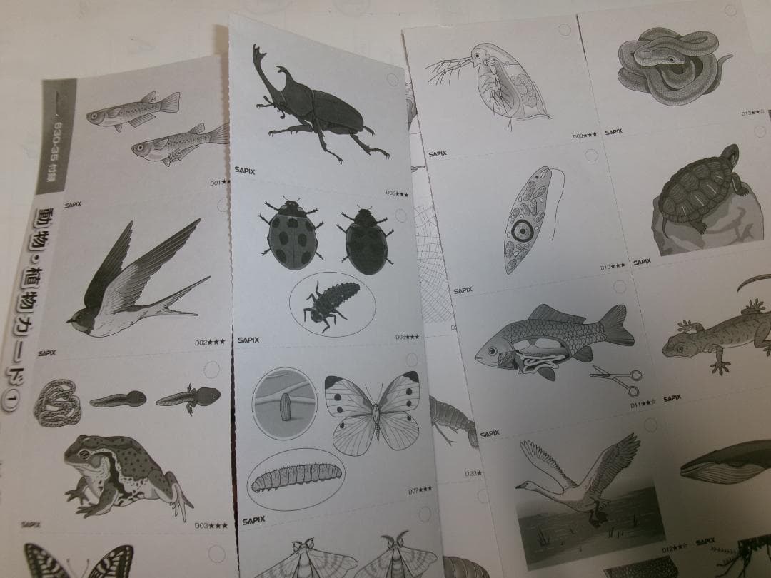 サピックス＊４年５年６年＊理科／生物（動物 植物）暗記カード・全８０枚完全版