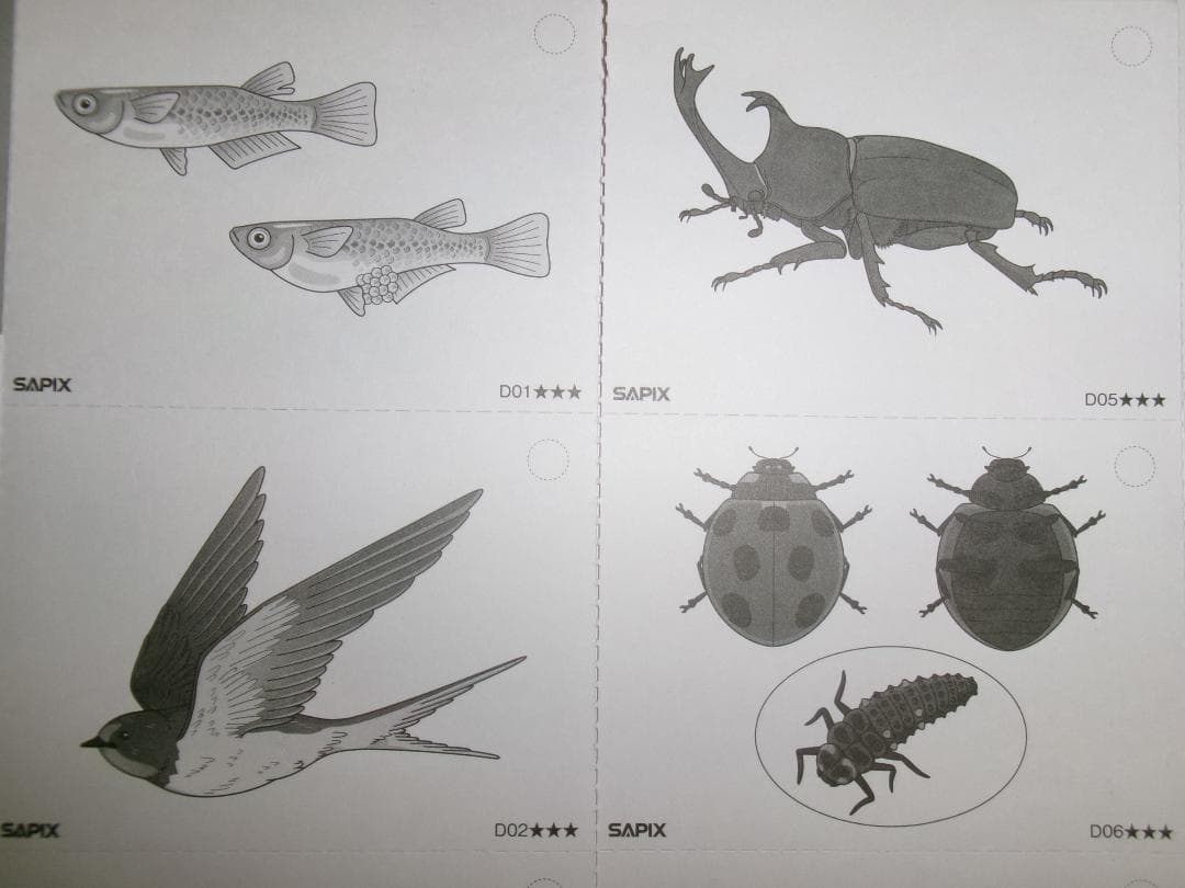 サピックス＊４年５年６年＊理科／生物（動物 植物）暗記カード・全８０枚完全版