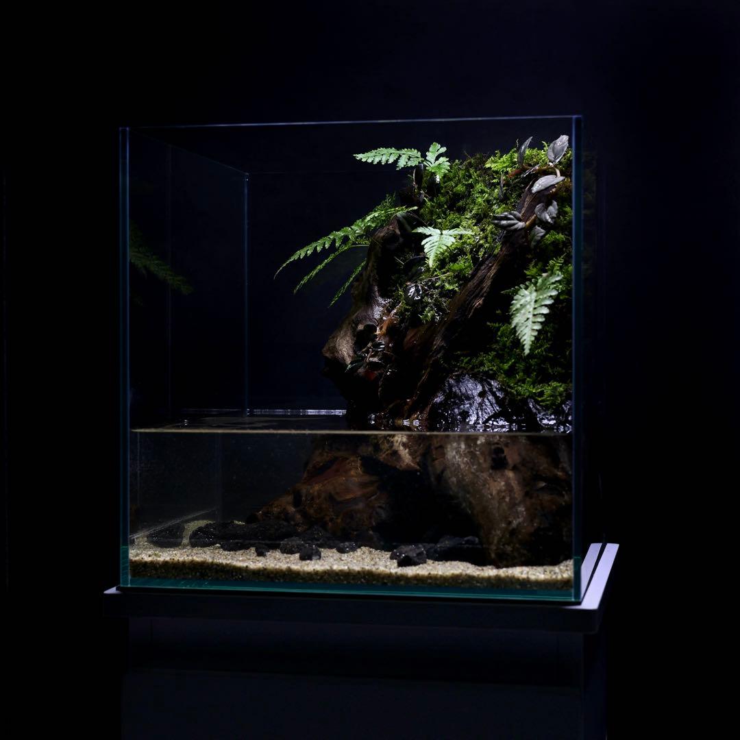 格安レイアウト水槽　アクアテラリウム