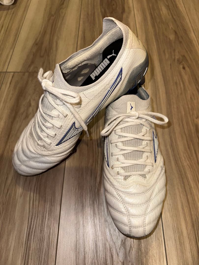 モレリアネオベータ　白×青