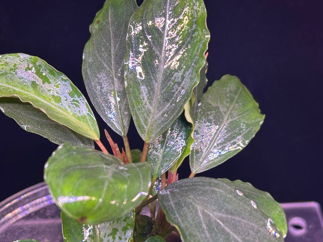 【TB便】Bucephalandra sp.Pearl gray 群生水上育成株