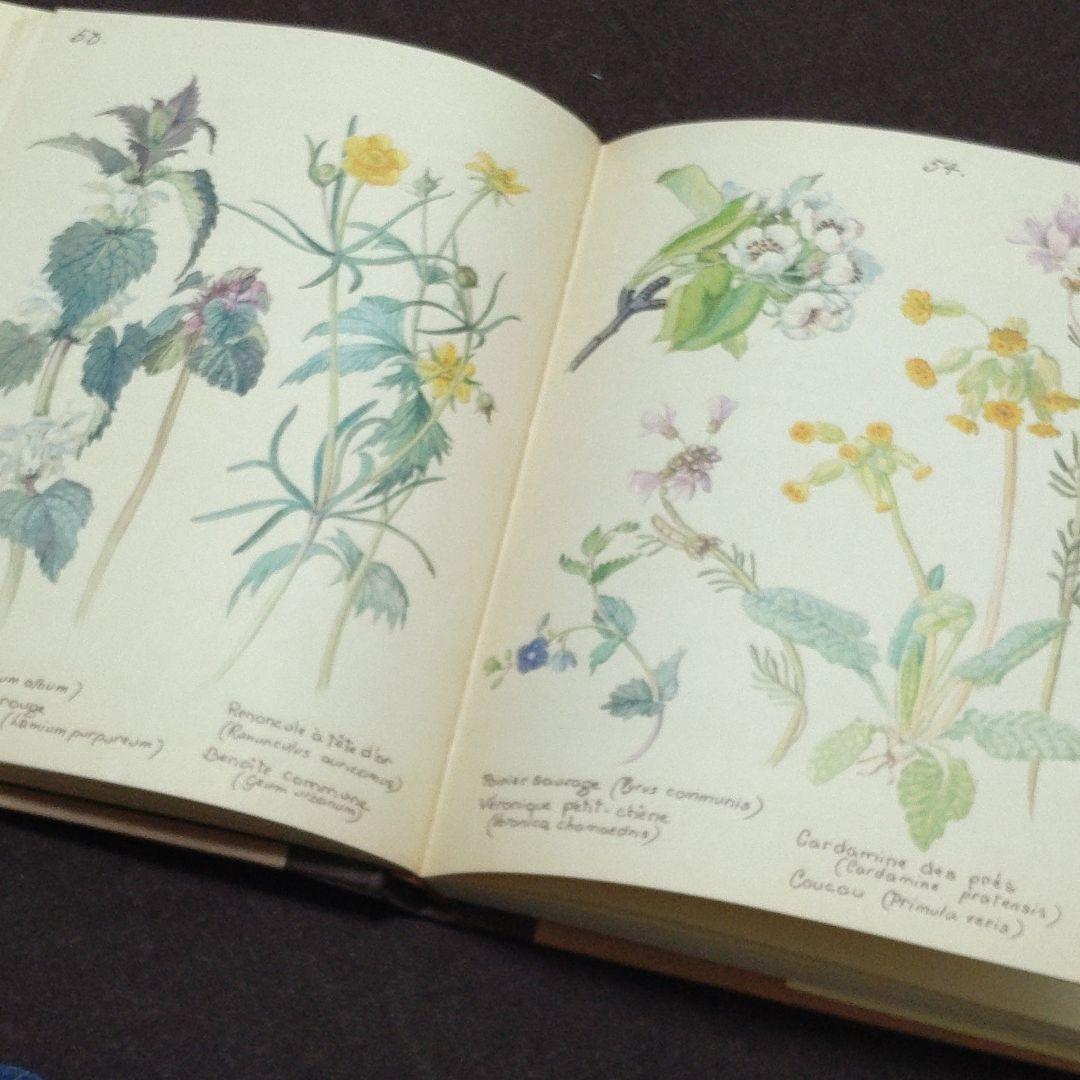 洋書　edith holden　イーディス•ホールディン　カントリーダイアリー