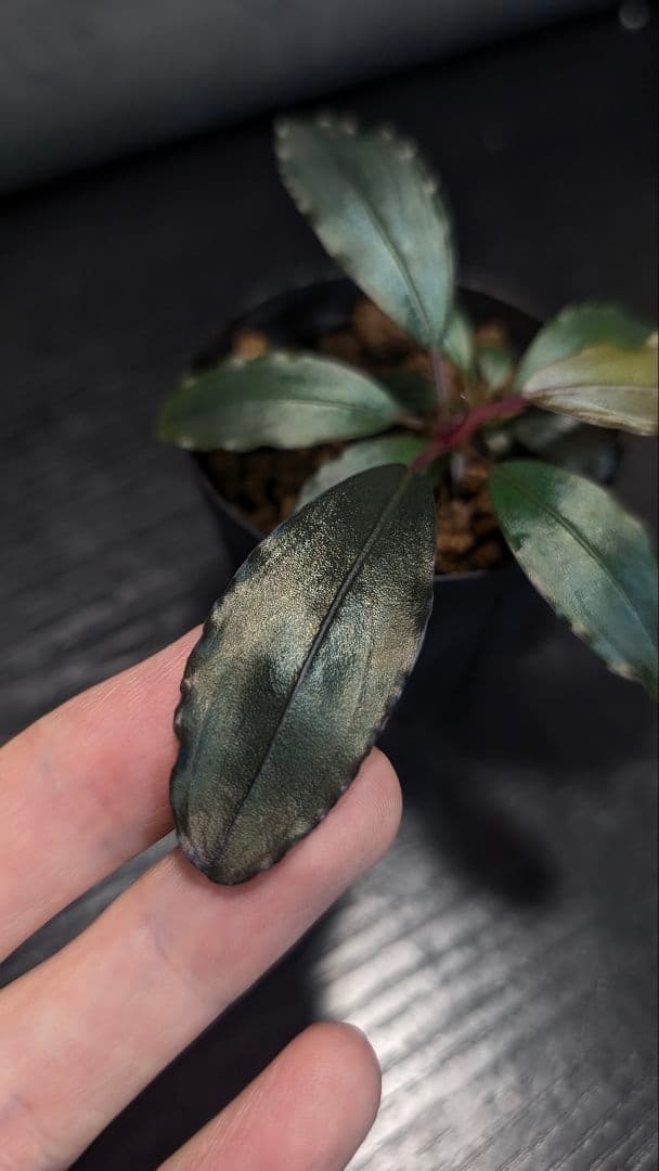 【実生ブセ】Bucephalandra cv.\"AL-hyb.004\"